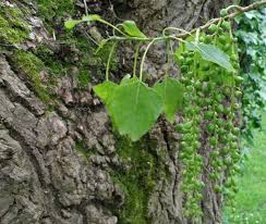 Attēlu rezultāti vaicājumam “Populus nigra leaf”