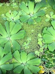 Attēlu rezultāti vaicājumam “Pistia stratiotes”