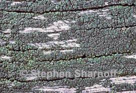 Attēlu rezultāti vaicājumam “Trapeliopsis flexuosa”