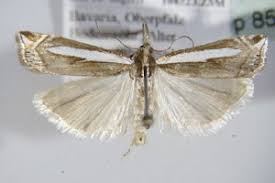 Attēlu rezultāti vaicājumam “Crambus hamella”