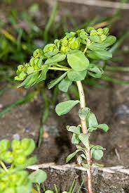 Attēlu rezultāti vaicājumam “Euphorbia helioscopia”
