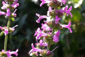 Attēlu rezultāti vaicājumam “Stachys officinalis flower”