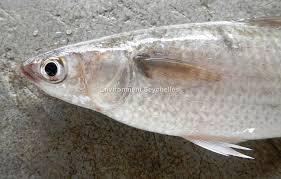 Image result for Mugil