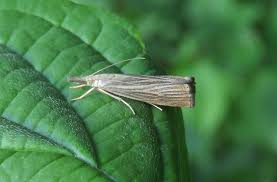 Attēlu rezultāti vaicājumam “Chrysoteuchia culmella”