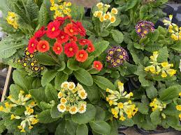 Image result for Schlüsselblumen