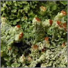 Attēlu rezultāti vaicājumam “Cladonia parasitica”