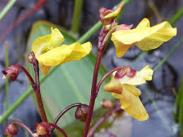 Attēlu rezultāti vaicājumam “Utricularia minor flower”