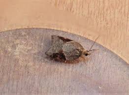 Attēlu rezultāti vaicājumam “Acleris laterana”