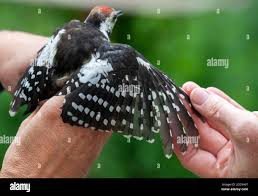 Attēlu rezultāti vaicājumam “Dendrocopos medius”