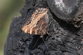 Attēlu rezultāti vaicājumam “Nymphalis polychloros upperside”
