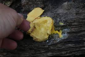 Attēlu rezultāti vaicājumam “Fuligo septica var. rosea plasmodium”