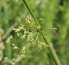 Attēlu rezultāti vaicājumam “Juncus effusus”
