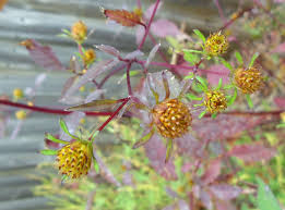 Attēlu rezultāti vaicājumam “Bidens tripartita flower”