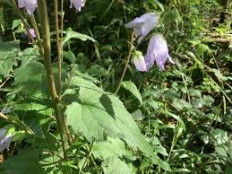 Attēlu rezultāti vaicājumam “Campanula trachelium flower”