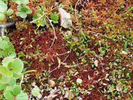 Attēlu rezultāti vaicājumam “Oxycoccus microcarpus”