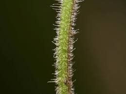 Attēlu rezultāti vaicājumam “Leontodon hispidus leaf”
