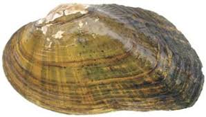 Image result for Suffolk Coastal Floaters