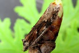 Attēlu rezultāti vaicājumam “Semioscopis oculella”