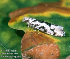 Attēlu rezultāti vaicājumam “Ypsolopha sequella”