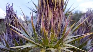 Image result for Ptilostemon afer