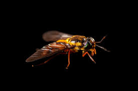 Attēlu rezultāti vaicājumam “Chrysops”