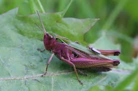 Attēlu rezultāti vaicājumam “Omocestus viridulus”