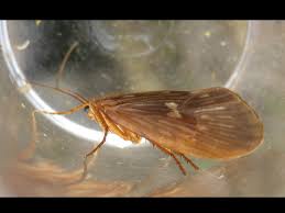 Attēlu rezultāti vaicājumam “Potamophylax”