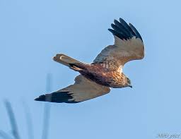 Attēlu rezultāti vaicājumam “Circus aeruginosus adult”