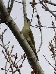 Attēlu rezultāti vaicājumam “Picus viridis”