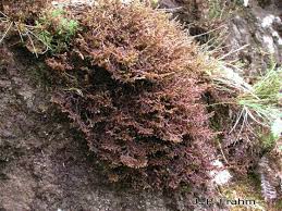 Attēlu rezultāti vaicājumam “Frullania tamarisci”