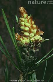 Attēlu rezultāti vaicājumam “Diprion pini male”