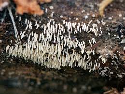 Attēlu rezultāti vaicājumam “Mucronella calva”