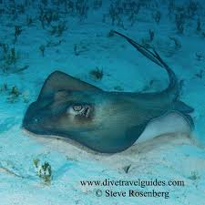 Image result for Hypanus say