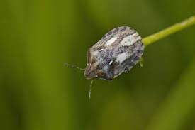 Attēlu rezultāti vaicājumam “Eurygaster testudinaria nymph”