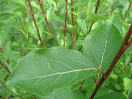 Attēlu rezultāti vaicājumam “Populus simonii leaf”