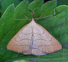 Attēlu rezultāti vaicājumam “Polypogon tentacularius”