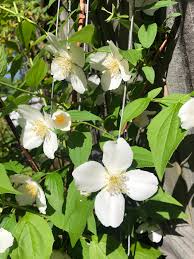 Attēlu rezultāti vaicājumam “Philadelphus coronarius leaf”