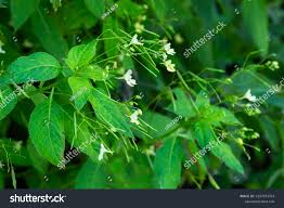 Attēlu rezultāti vaicājumam “Impatiens parviflora”