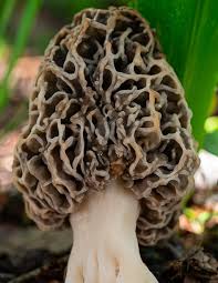 Attēlu rezultāti vaicājumam “Morchella sp.”