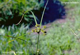 Attēlu rezultāti vaicājumam “Physarum obscurum sessile”