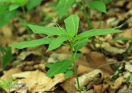 Attēlu rezultāti vaicājumam “Mercurialis perennis bud”