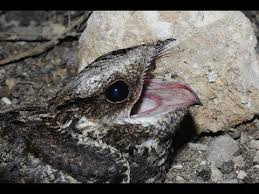 Attēlu rezultāti vaicājumam “Caprimulgus europaeus egg”