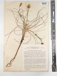 Attēlu rezultāti vaicājumam “Tragopogon heterospermus flower”