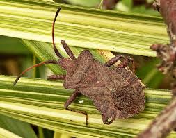 Attēlu rezultāti vaicājumam “Coreus marginatus”