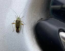 Attēlu rezultāti vaicājumam “Stenotus binotatus female”