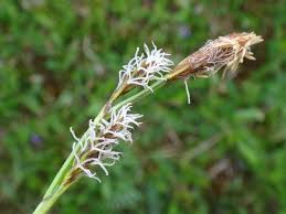 Attēlu rezultāti vaicājumam “Carex caryophyllea flower”