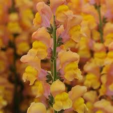 Image result for Antirrhinum majus maximum
