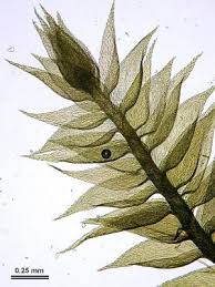 Attēlu rezultāti vaicājumam “Pylaisia polyantha”