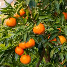 Bildergebnis für clementine