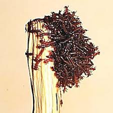 Attēlu rezultāti vaicājumam “Meloe sp. larva”